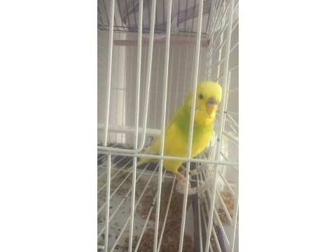 Konuşan muhabbet kuşu insan delisi
