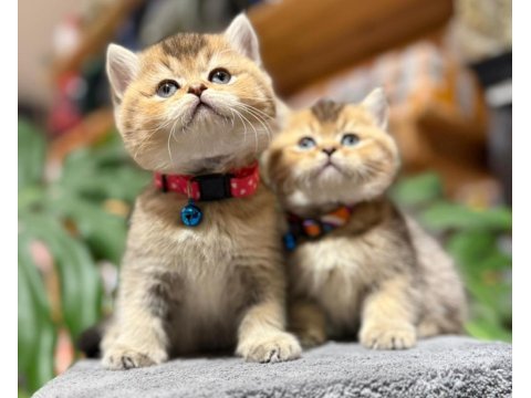 Ny25 golden black ırk garantili british shorthair