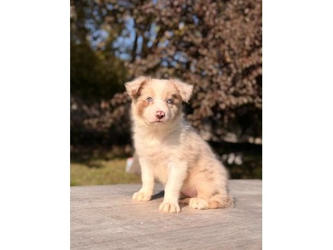Ultra kalite border collie yavrularımız