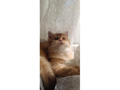 Full şecereli british longhair