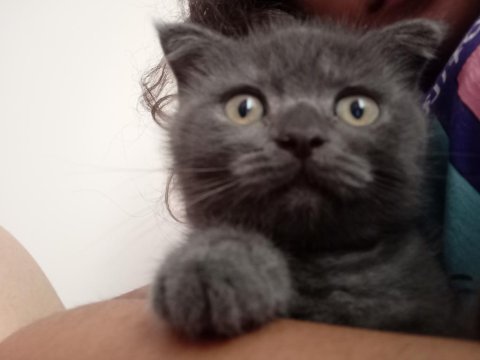 Scottish fold oğlumuza yuva arıyoruz