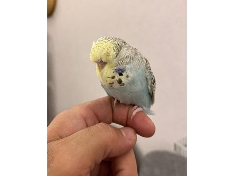 Yavru ele alışlın şhow jumbo erkek muhabbet kuşu