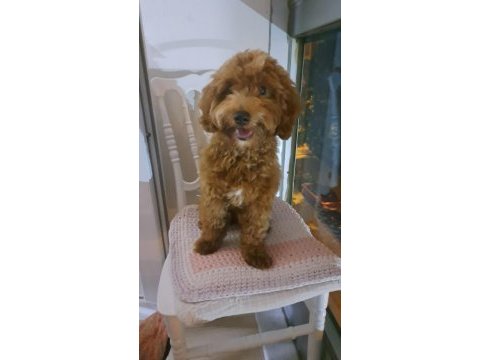 5 aylık maltipoo
