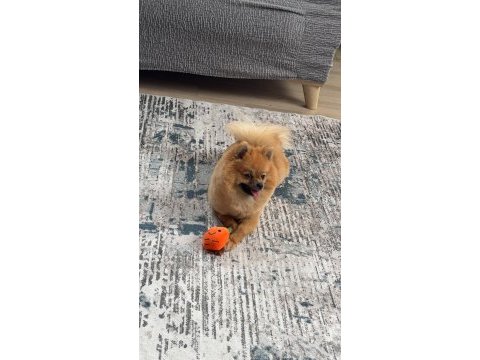 Pomeranian dişi 9 aylık
