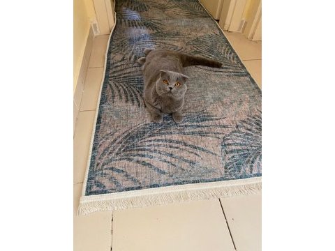 Erkek scottish fold oğluma gelin adayı arıyorum