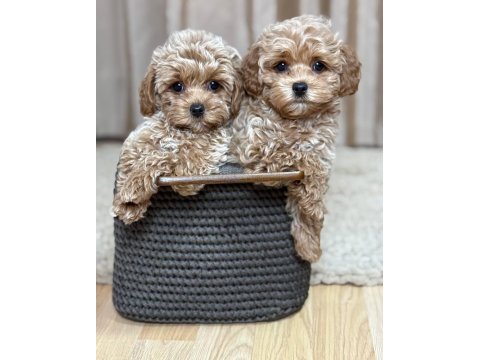 Maltipoo yavrularımız