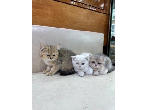 British shorthair yavrularımız