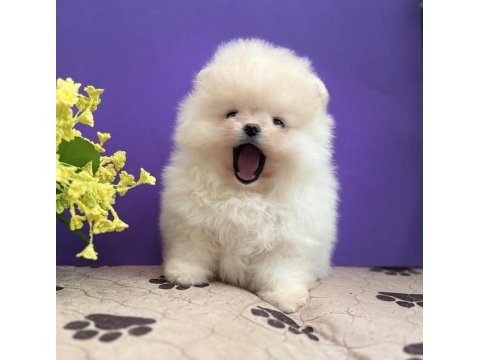Show kalite teddy bear face pomeranian yavrularımız