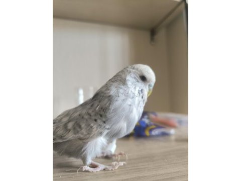 Jumbo muhabbet kuşu