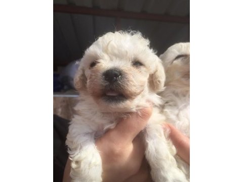 Maltese bebekler
