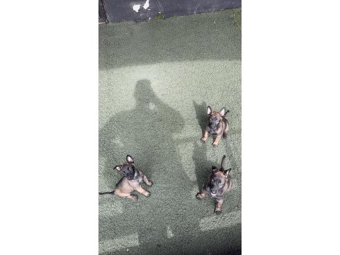 Kaliteli iş köpekleri belçika kurtlarımın yavruları