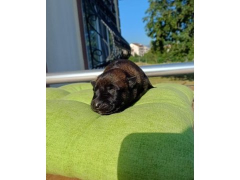 Rezerve açık üst düzey malinois yavrular