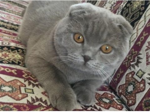 Scottish fold cinsi kedimize yuva arıyoruz