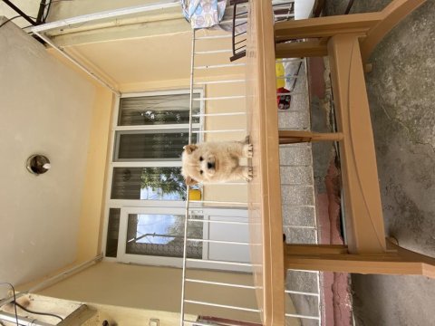 Chow chow çin aslanı