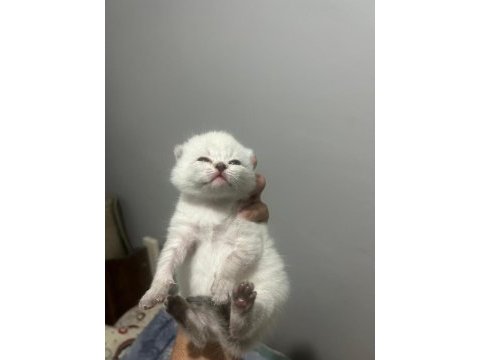 55 günlük british longhair yavrular