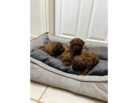 Kore kan red brown toy poodle yavrular
