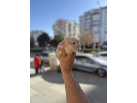 Cüce bebekler icin arayınız