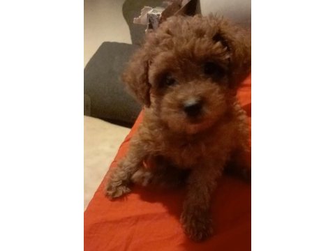 Toy poodle red brown 2 aylık dişi