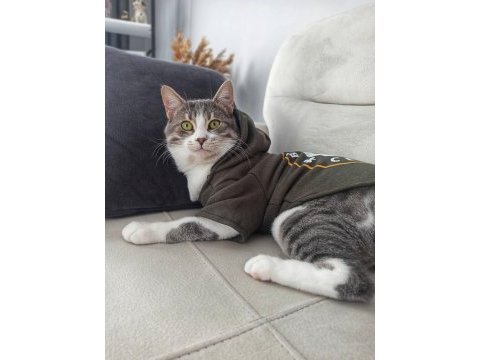 Tekir kısır kedimiz