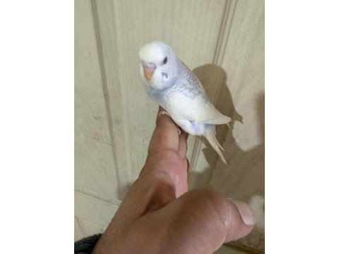 30 günlük renk güzeli erkek bebek muhabbet kuşu