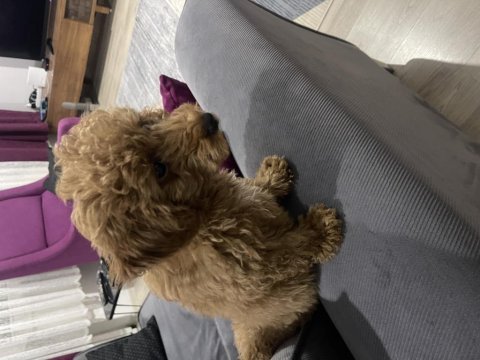 2,5 aylık toy poodle sahiplendirme