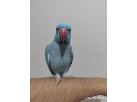 Mutasyon pakistan papağanı