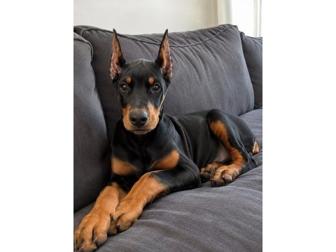 Vakur duruşun anlamı olan estetikli yavru köpekler