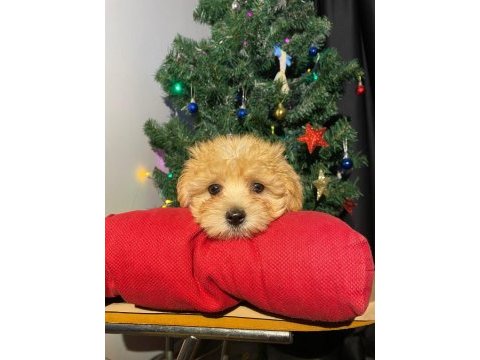 Veteriner kontrollü orijinal maltipoo yavrularım