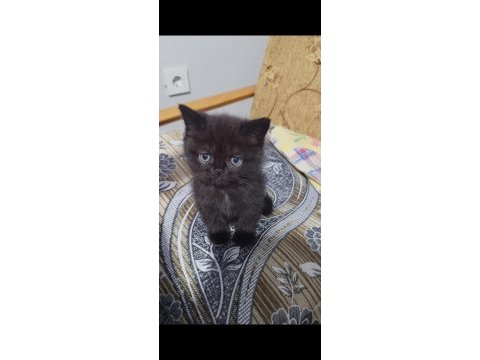 Scottish fold ve ragdoll kırması yavru