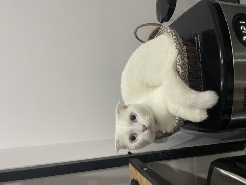 Dişi scottish fold