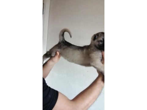 Panterlerin kralı kangallarımız