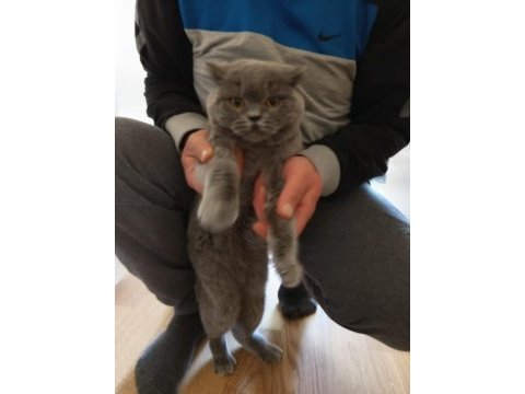 Eş bulma british shorthair