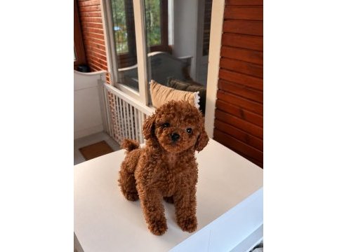 Toypoodle kore kan yavrularımız 