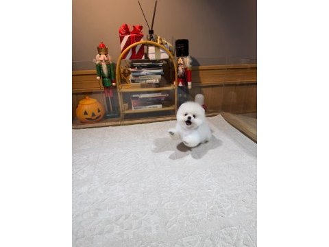 Orjinal pomeranian boo