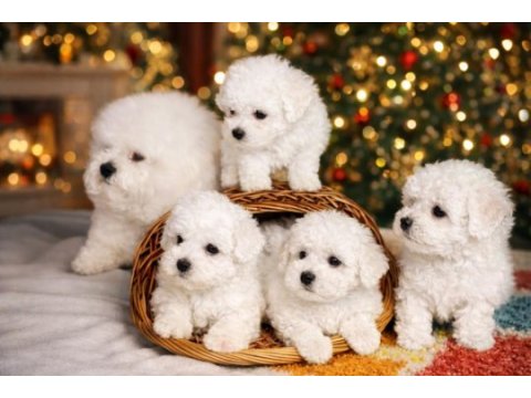 Kıvır kıvır gerçek orjinal bichon frise sadece bizde