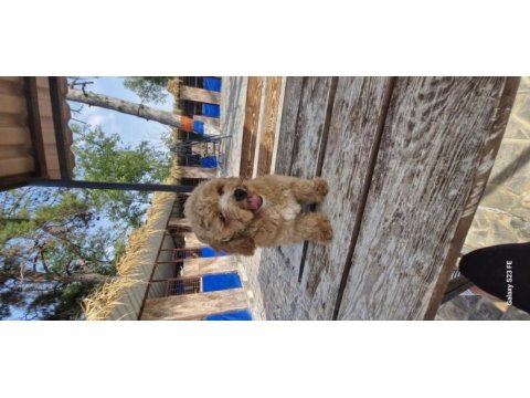 Toy poodle 2 aylık yavrularımız