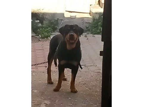 Acil yuva rottweiler