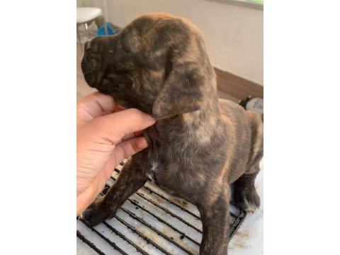 Presa canario a kalite köpekler
