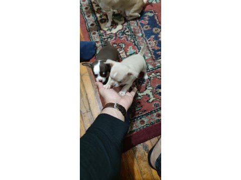 Orjinal 0 beden 45 günlük chihuahua yavrularımız