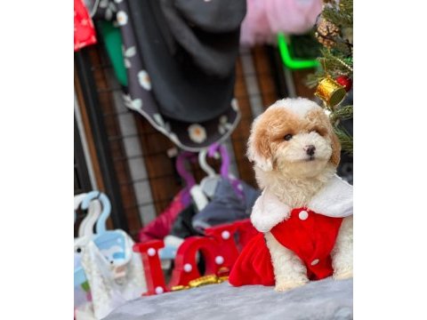 Party color toy poodle