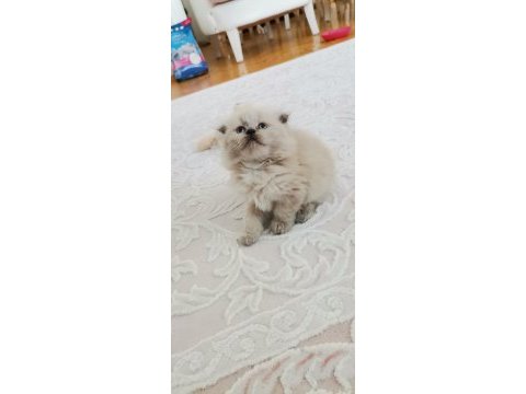 British shorthair yavrularımız teslime hazır hale gelmiştir
