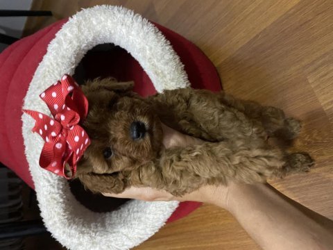 Poodle bebekleri