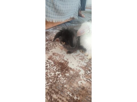 Hollanda lop tavşanlar