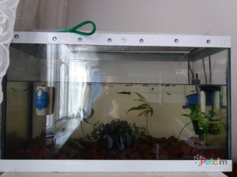 Safkan hb black lepistes