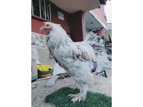 Brahma horoz