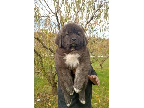 Kafkas çoban köpeği yavrumuz