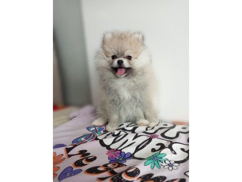 Teacup pomeranian yavrular