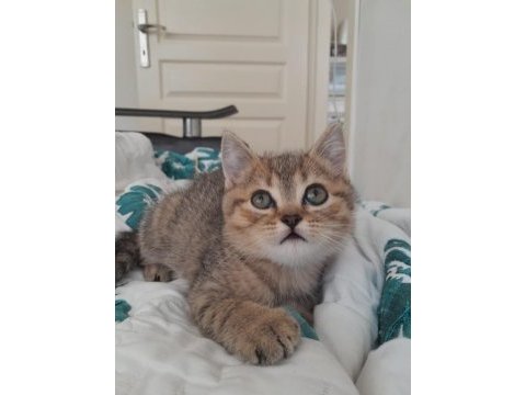 British shorthair 2 aylık erkek yavru