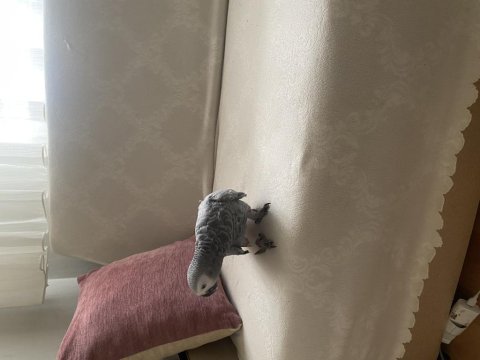 Yavru jako papağanı