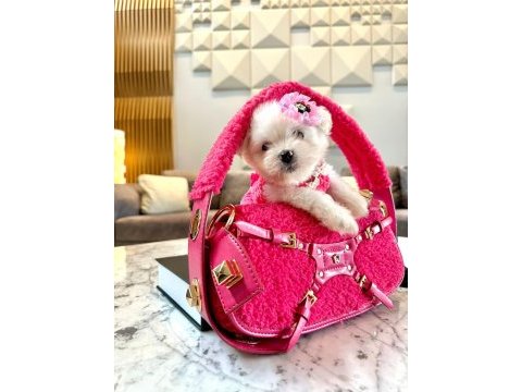 Tatlı mı tatlı korea maltese terrier cep boy